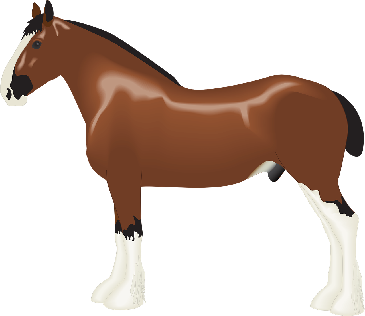 animal clydesdale draft free photo