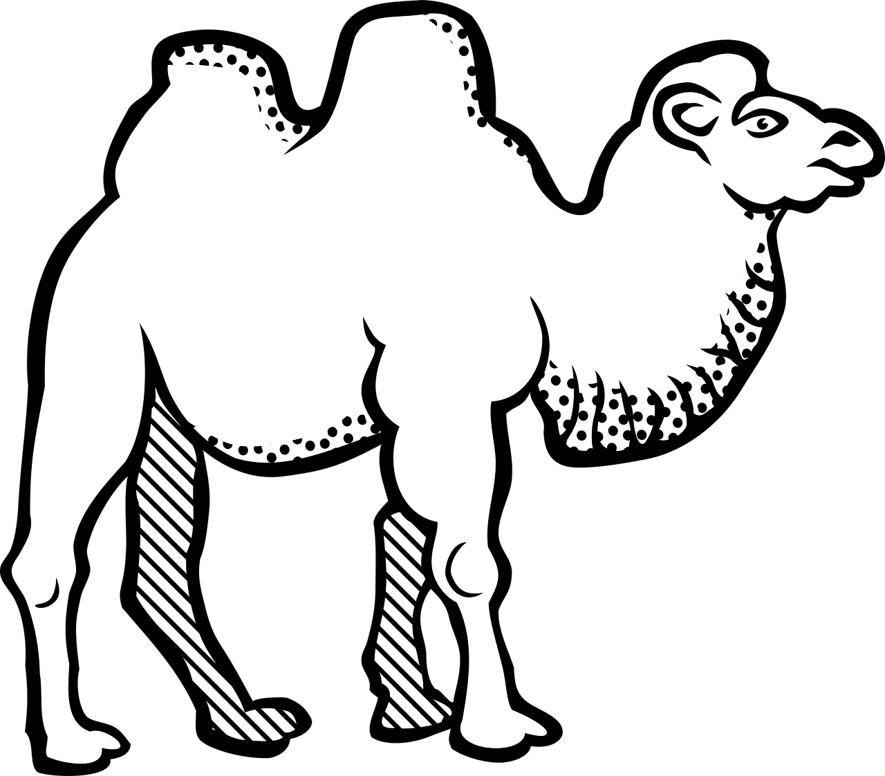 animal bactrian camel camel free photo