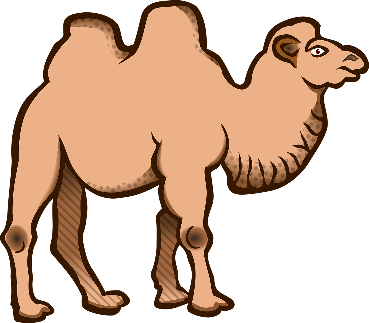 animal animals bactrian camel free photo