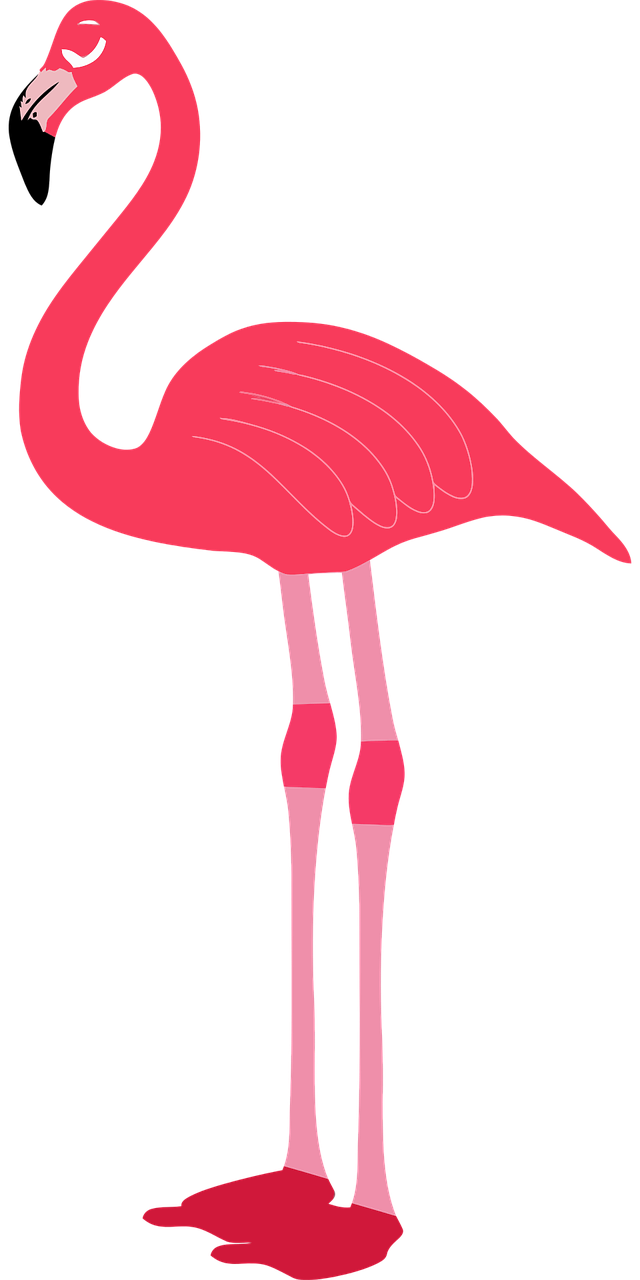 animal bird flamingo free photo