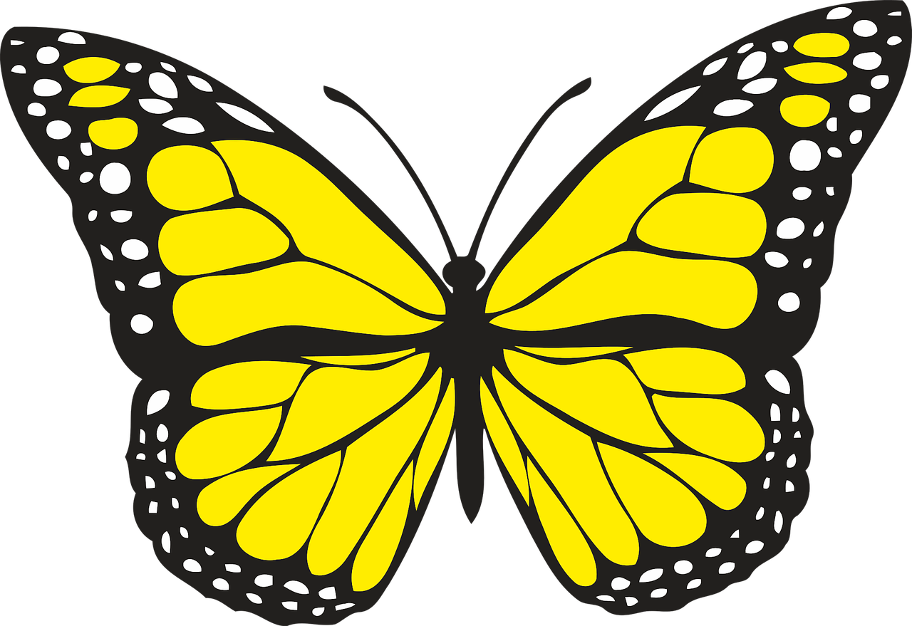 animal butterfly design free photo