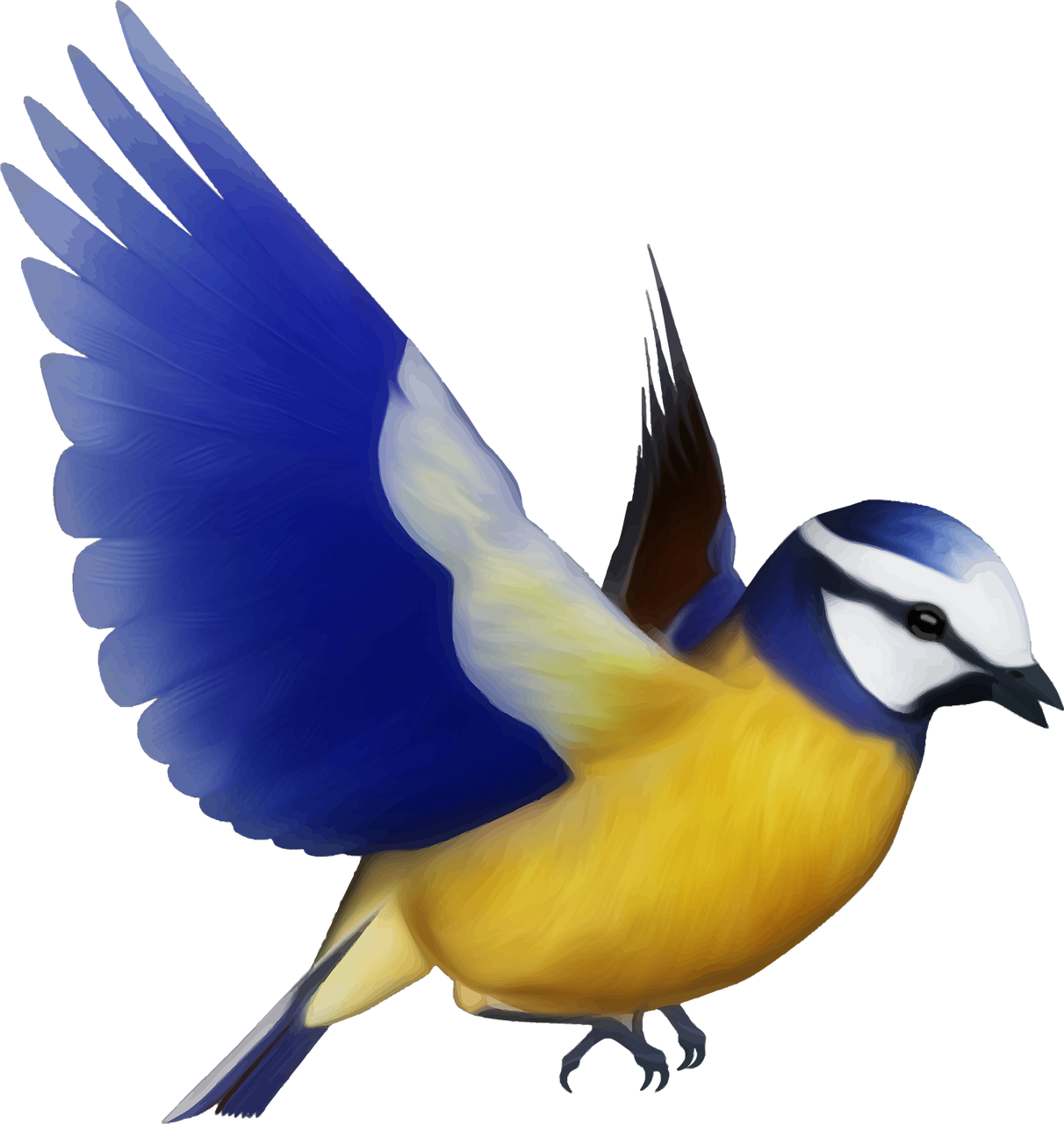 animal bird colorful free photo