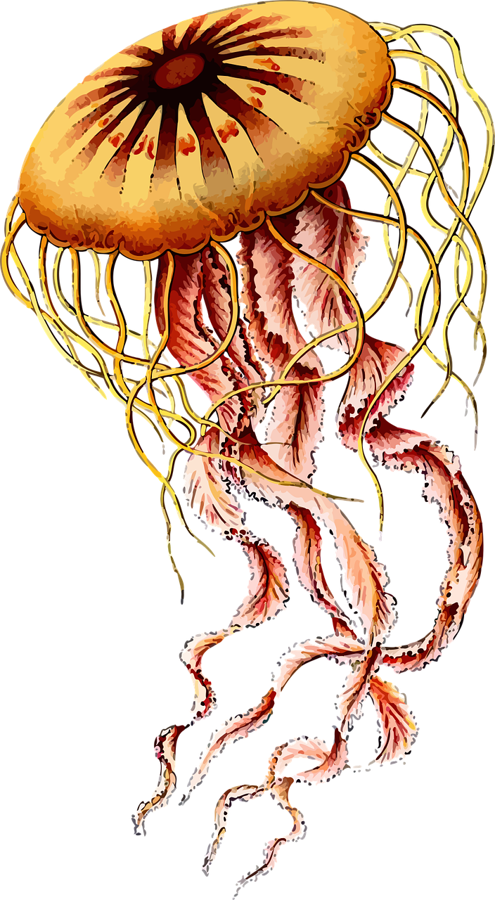 animal art forms in nature jellyfish free photo