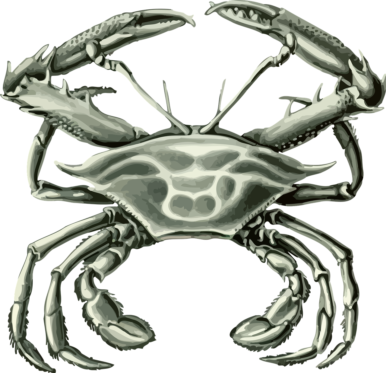 animal art forms in nature crustacean free photo