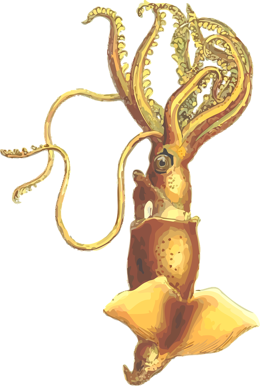 animal mollusc squid free photo