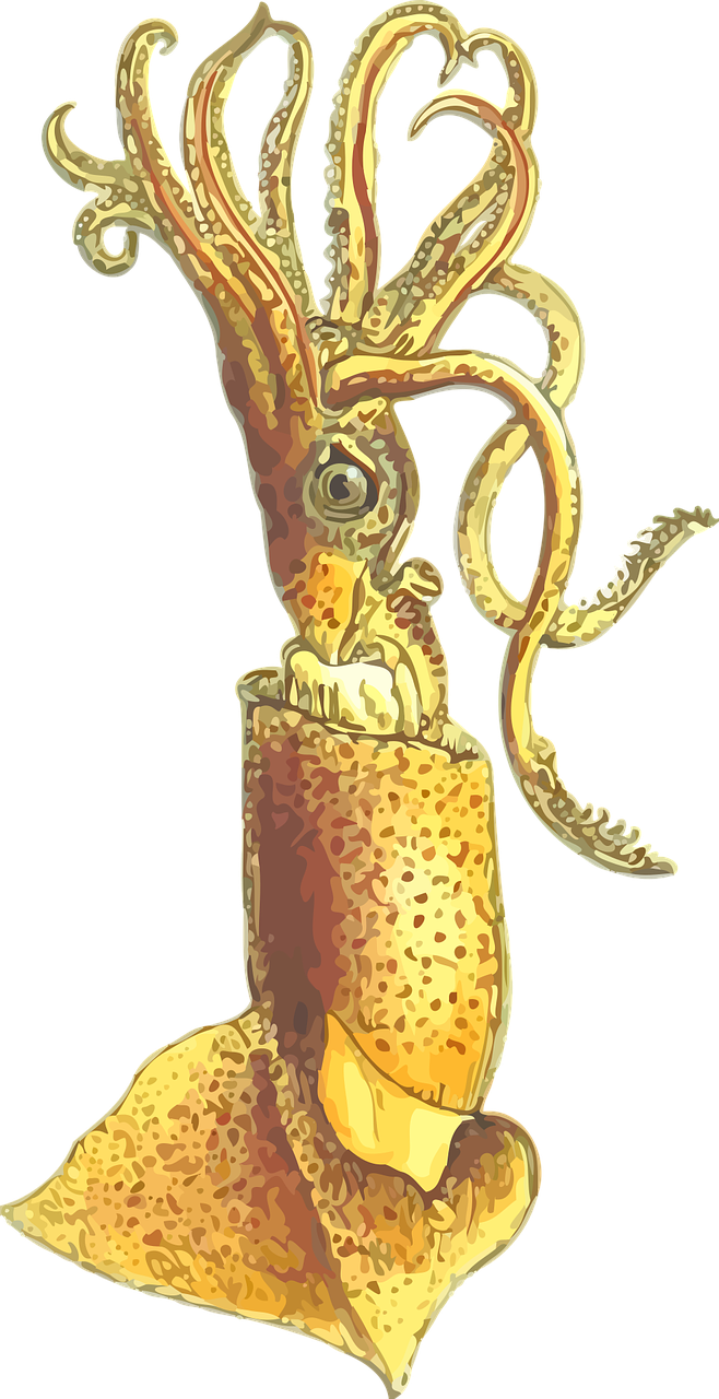 animal mollusc squid free photo