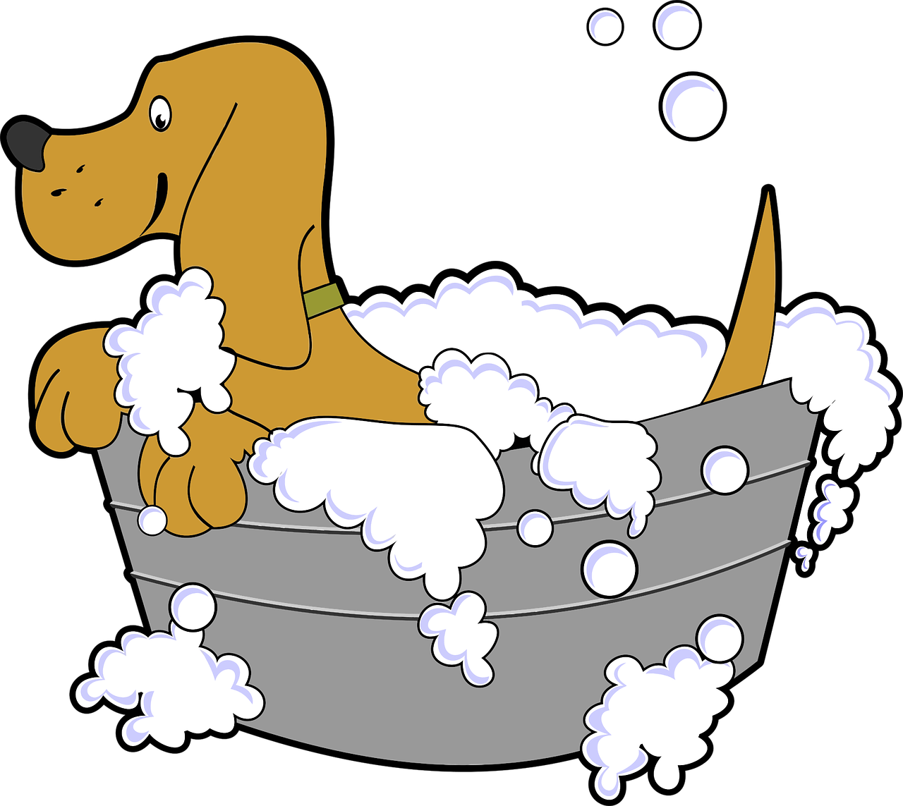 animal bath canine free photo