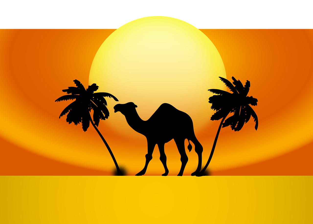 animal camel desert free photo