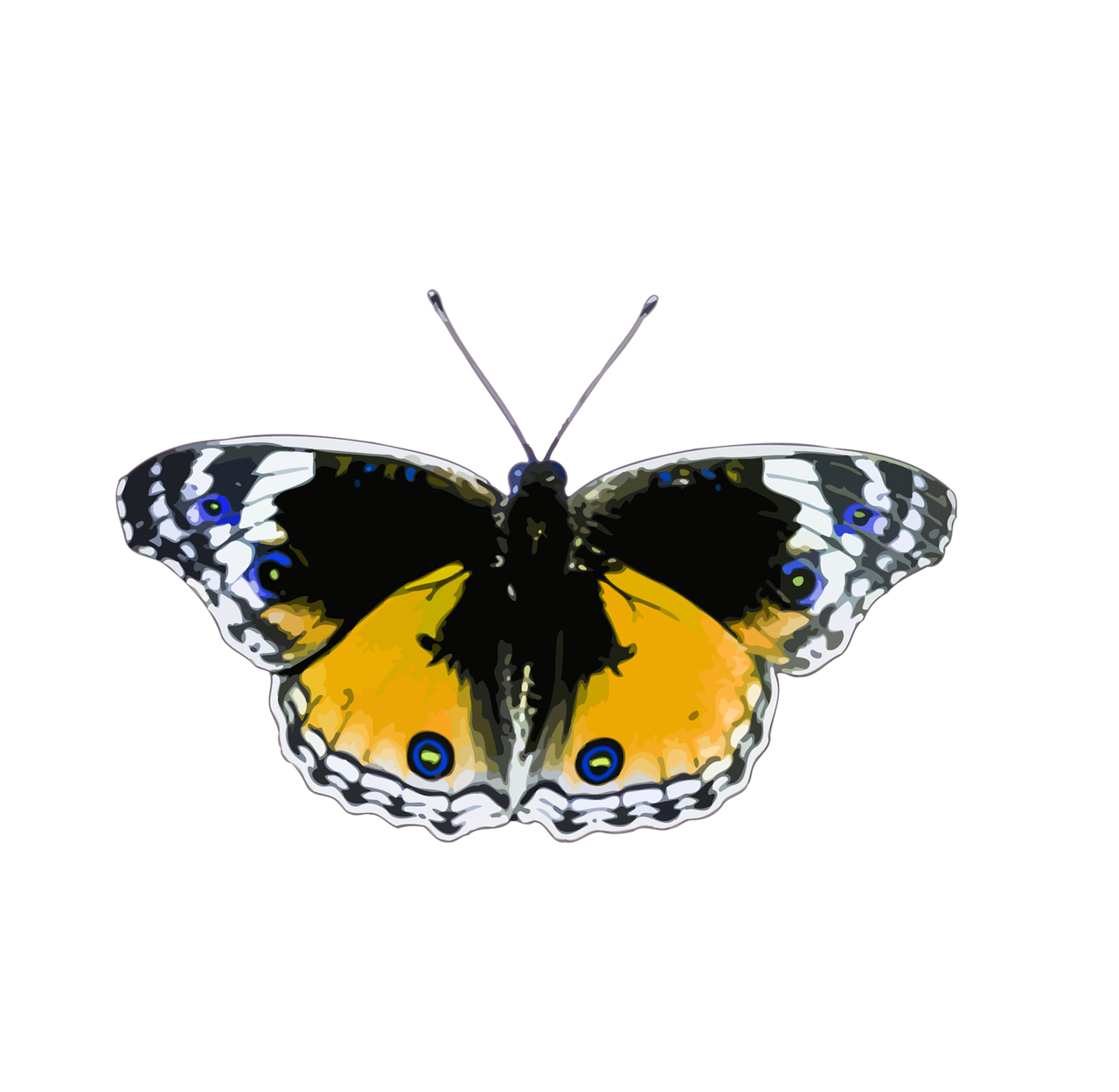 animal butterflies butterfly free photo
