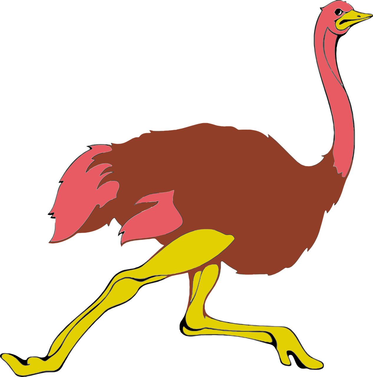 animal bird flightless free photo