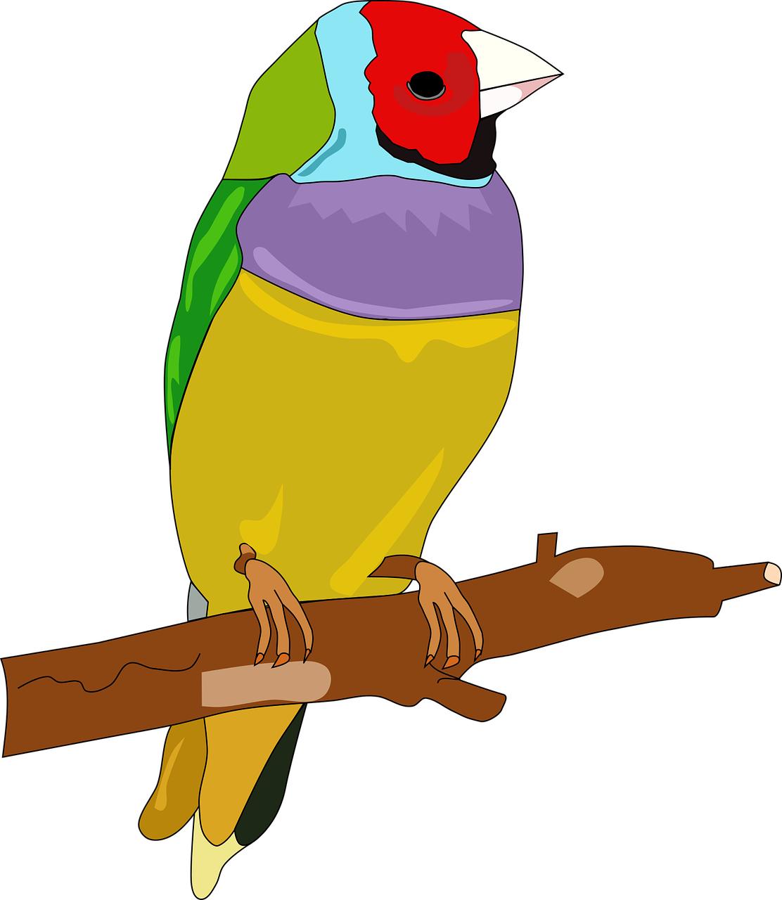 animal bird colorful free photo