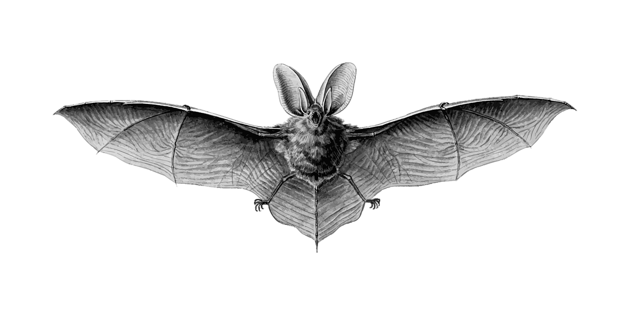 animal bat flight free photo