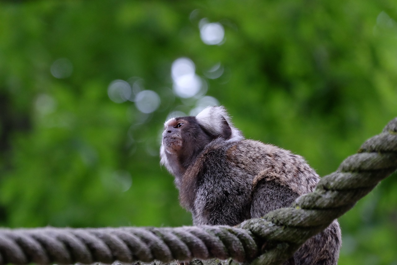 monkey animal park free photo