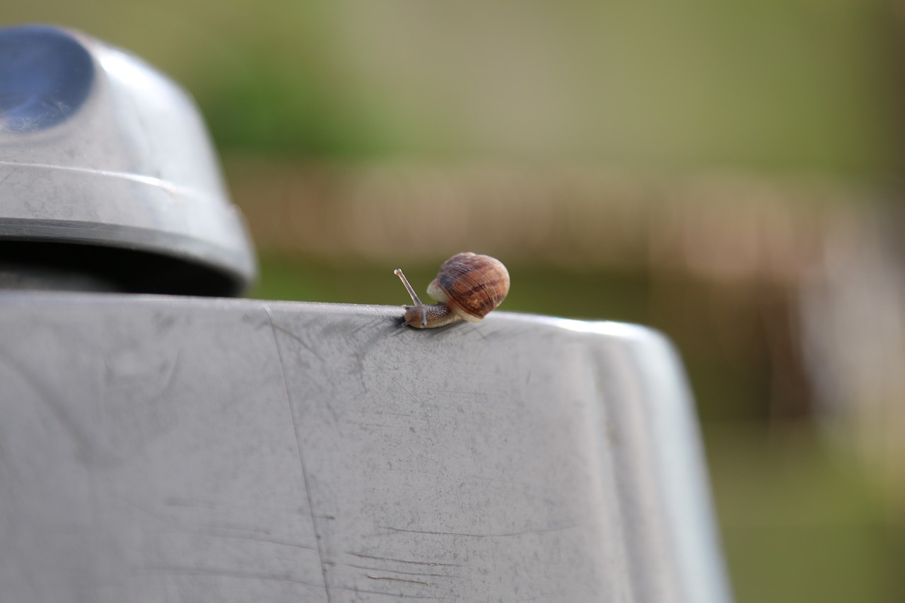 animal snail tiny free photo