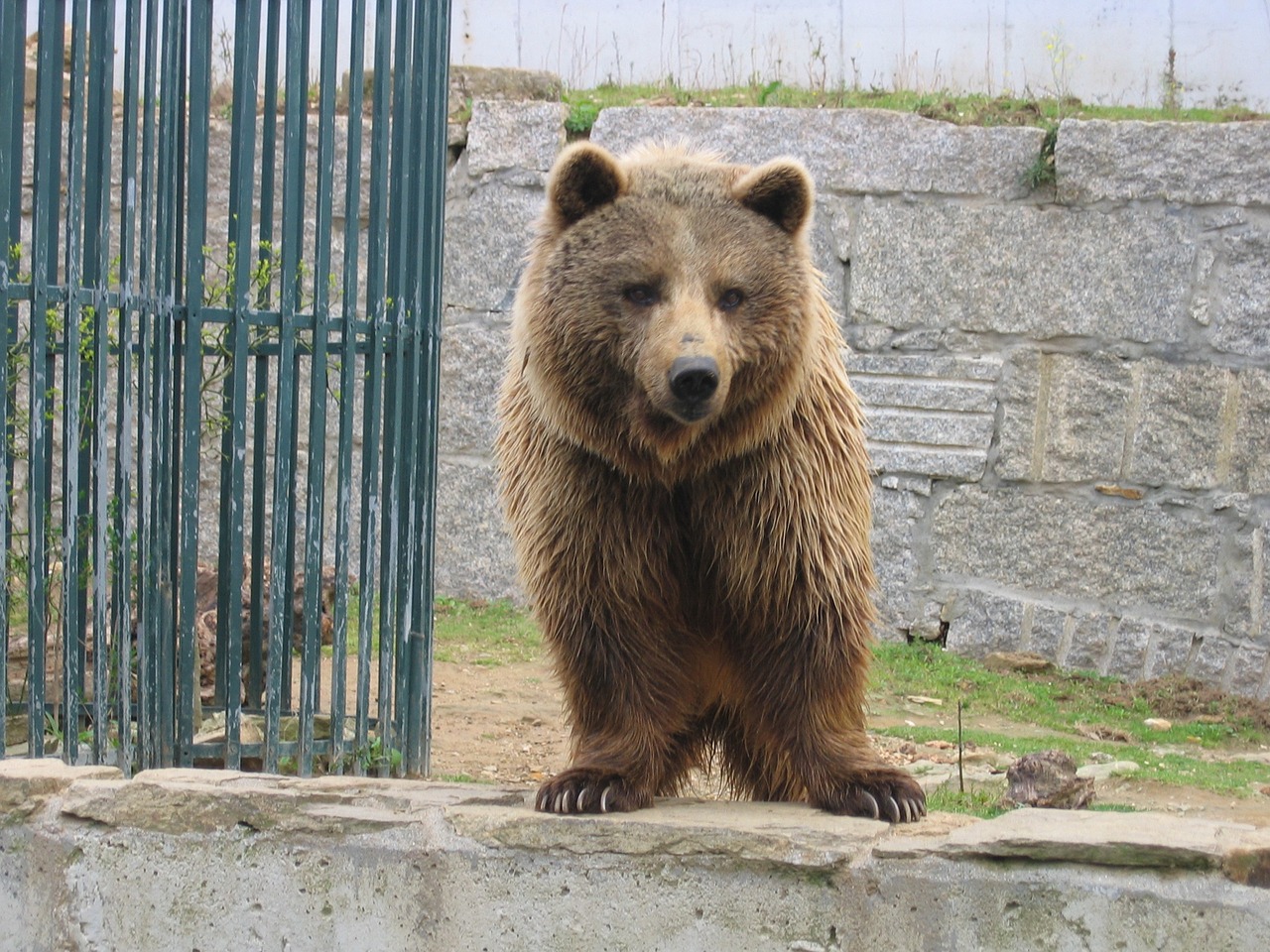 animal bear zoo free photo