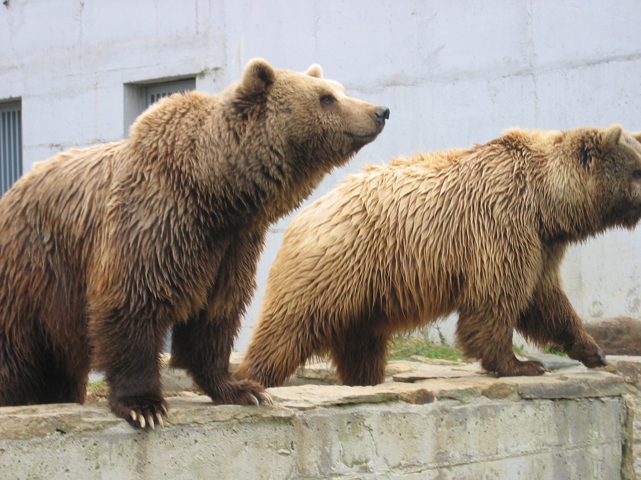 animal zoo bear free photo