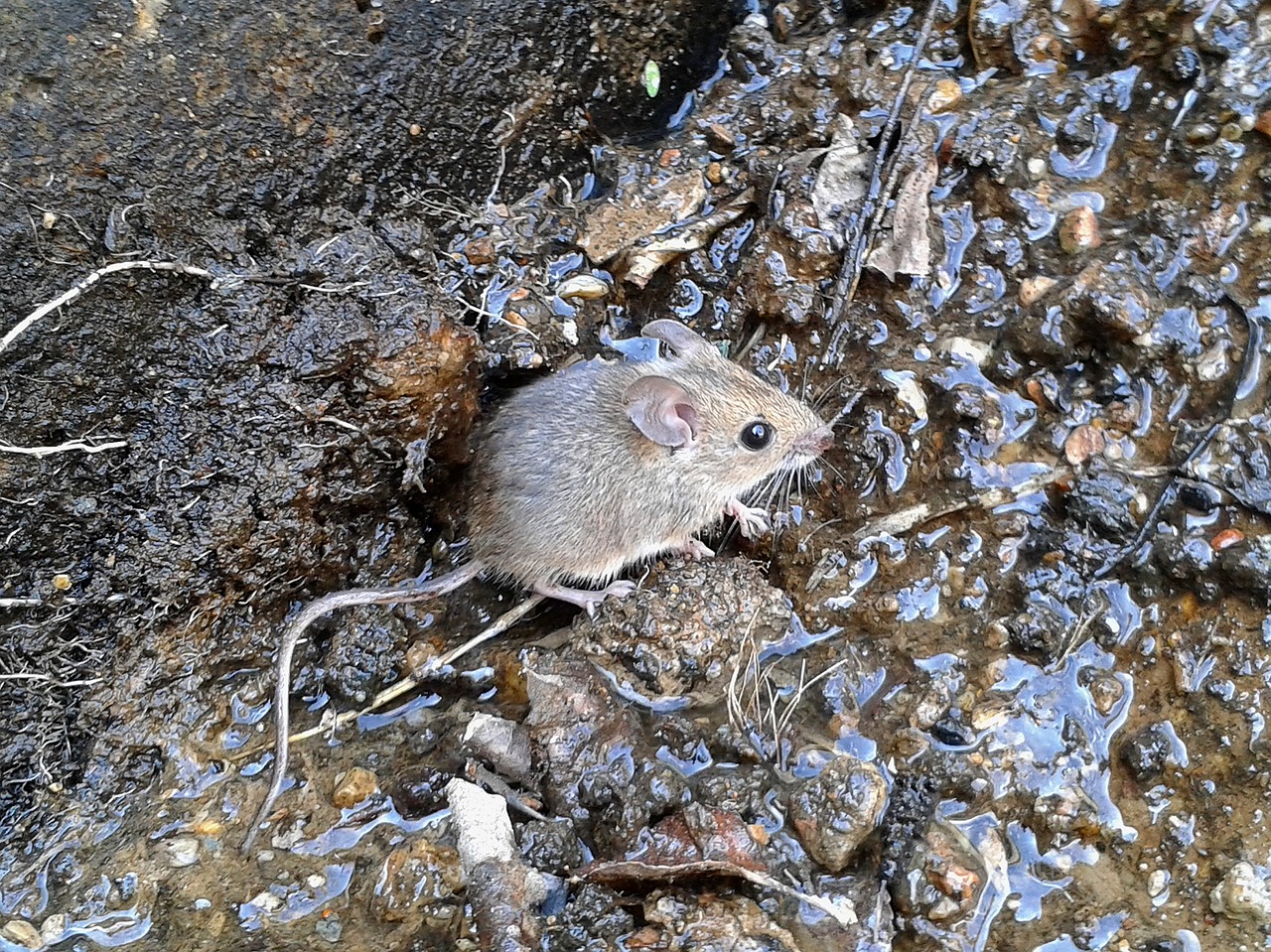 animal rodent mouse free photo