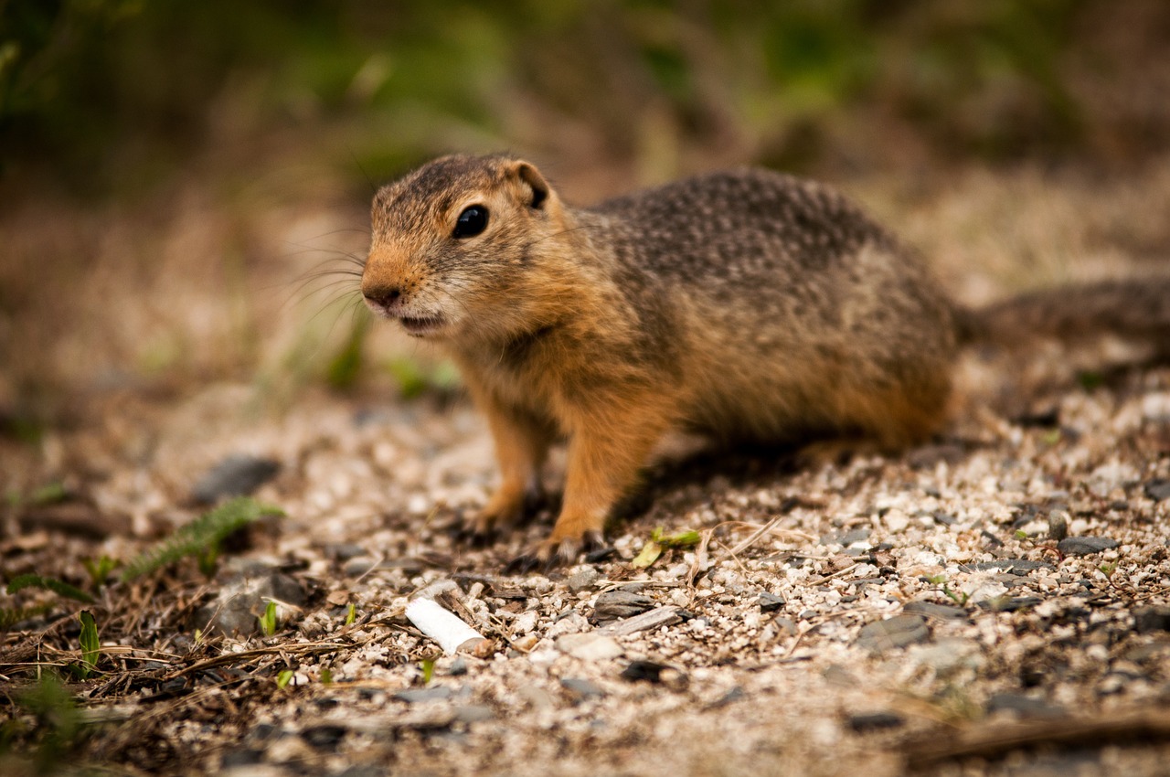 animal squirrel nagertier free photo