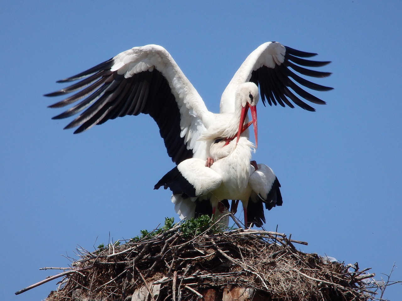 animal stork bird free photo