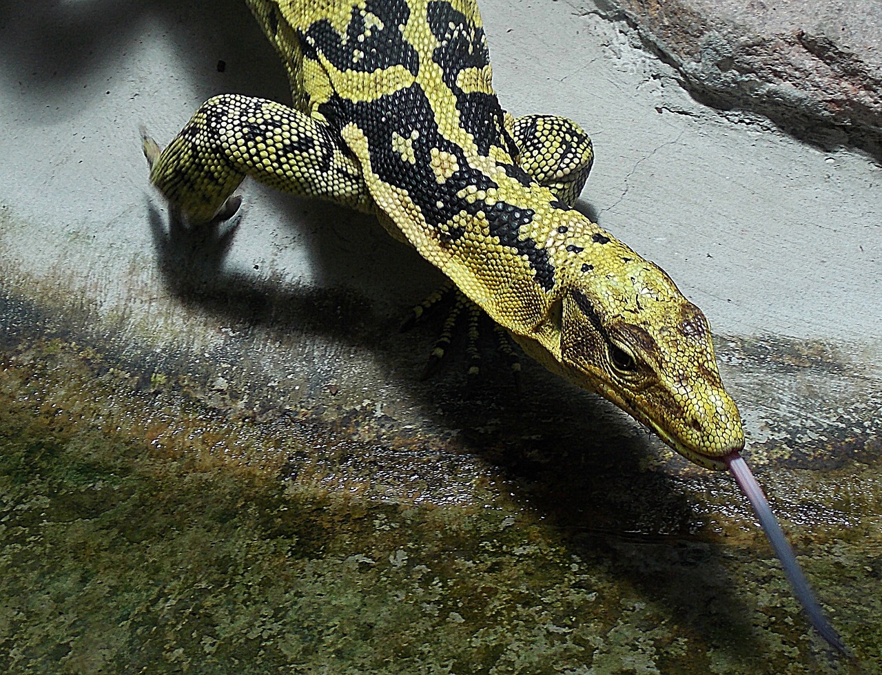 animal lizard monitor free photo