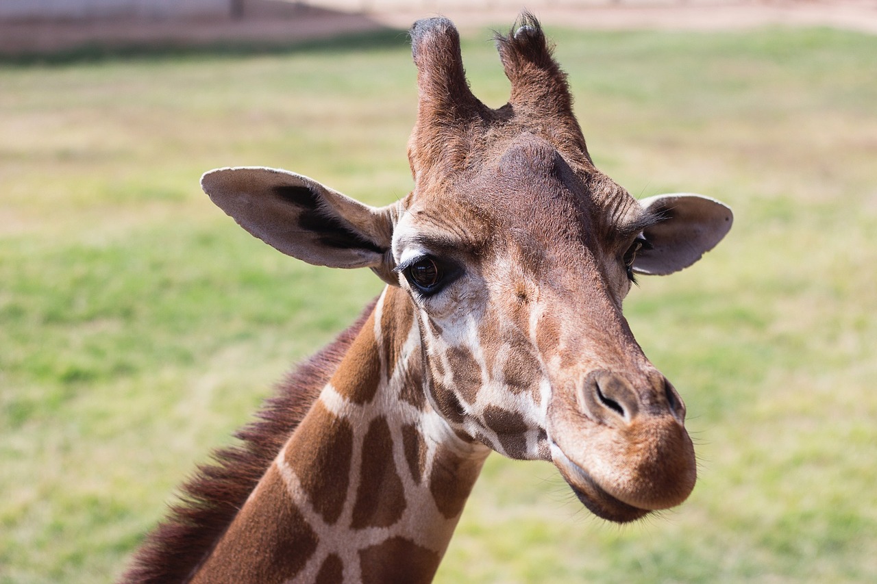 animal giraffe zoo free photo