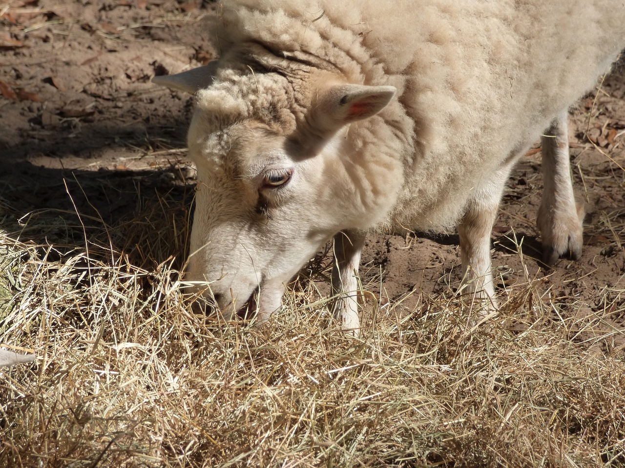 animal sheep farm animals free photo