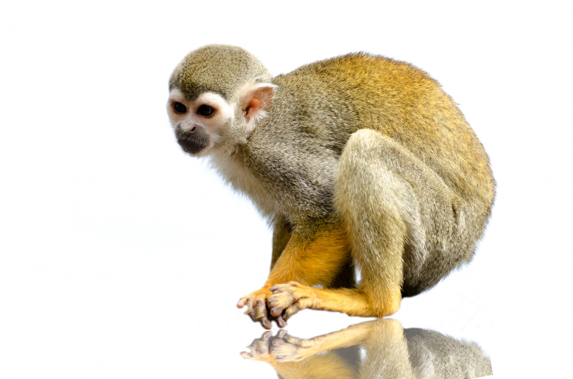 monkey isolated white free photo