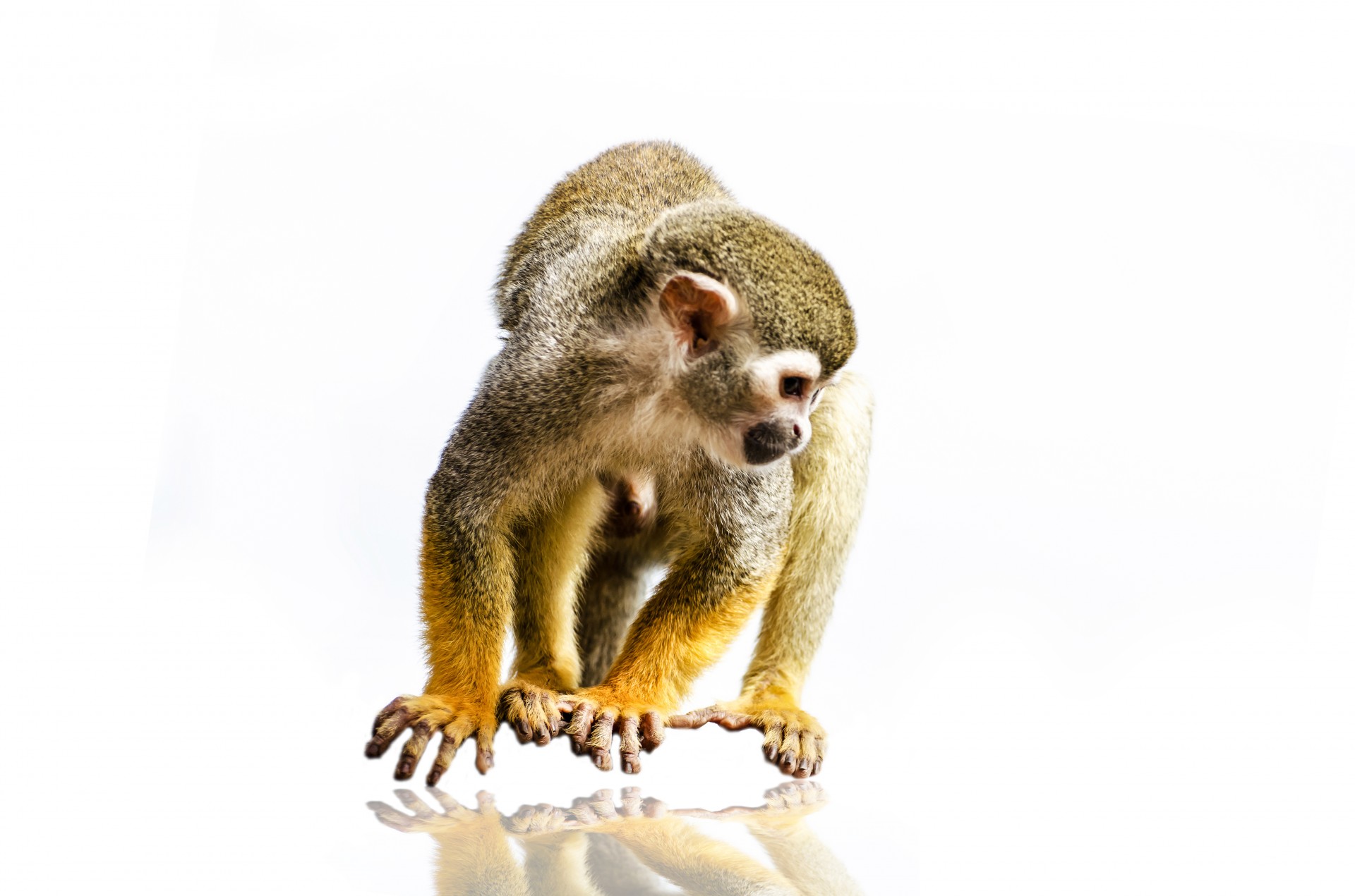 monkey isolated white free photo