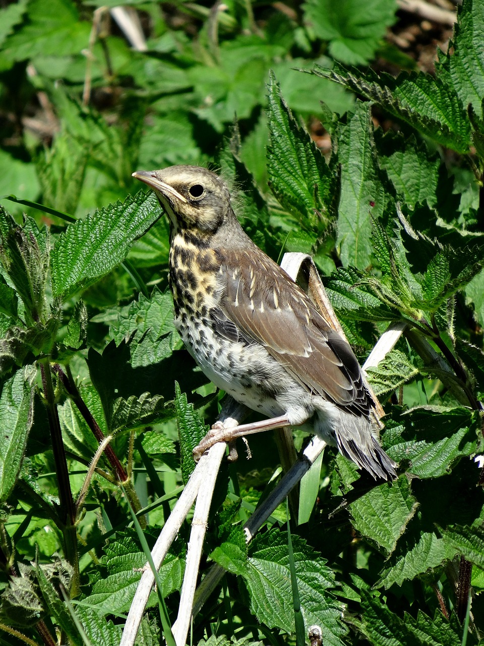 animal bird nature free photo