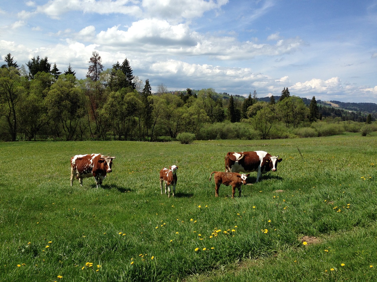 animal cows meadow free photo
