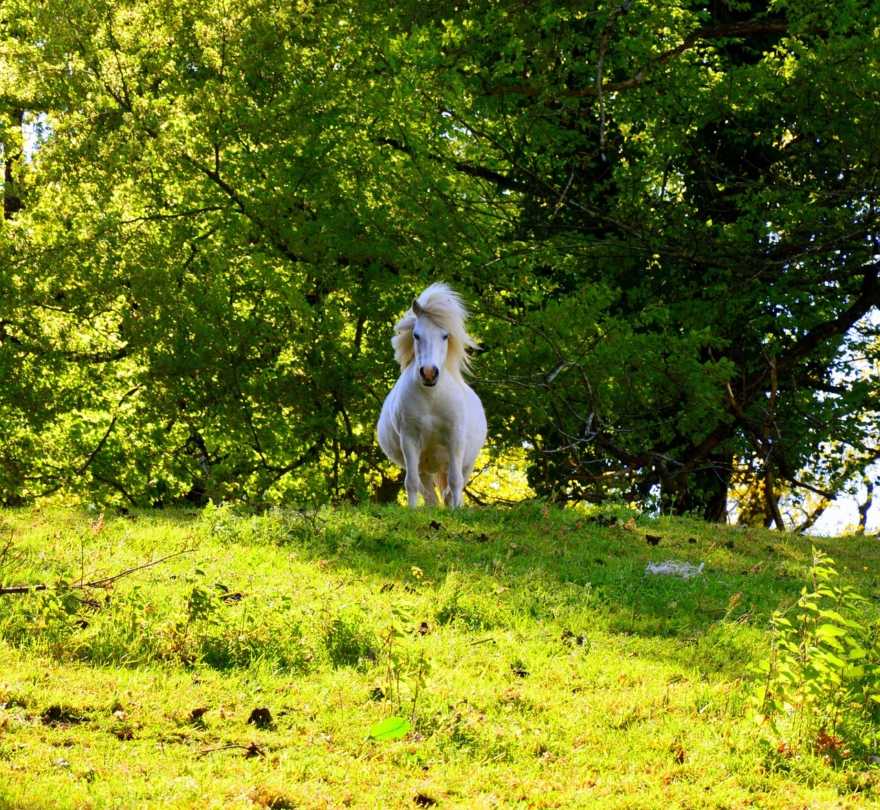 animal pony dwarf horse free photo