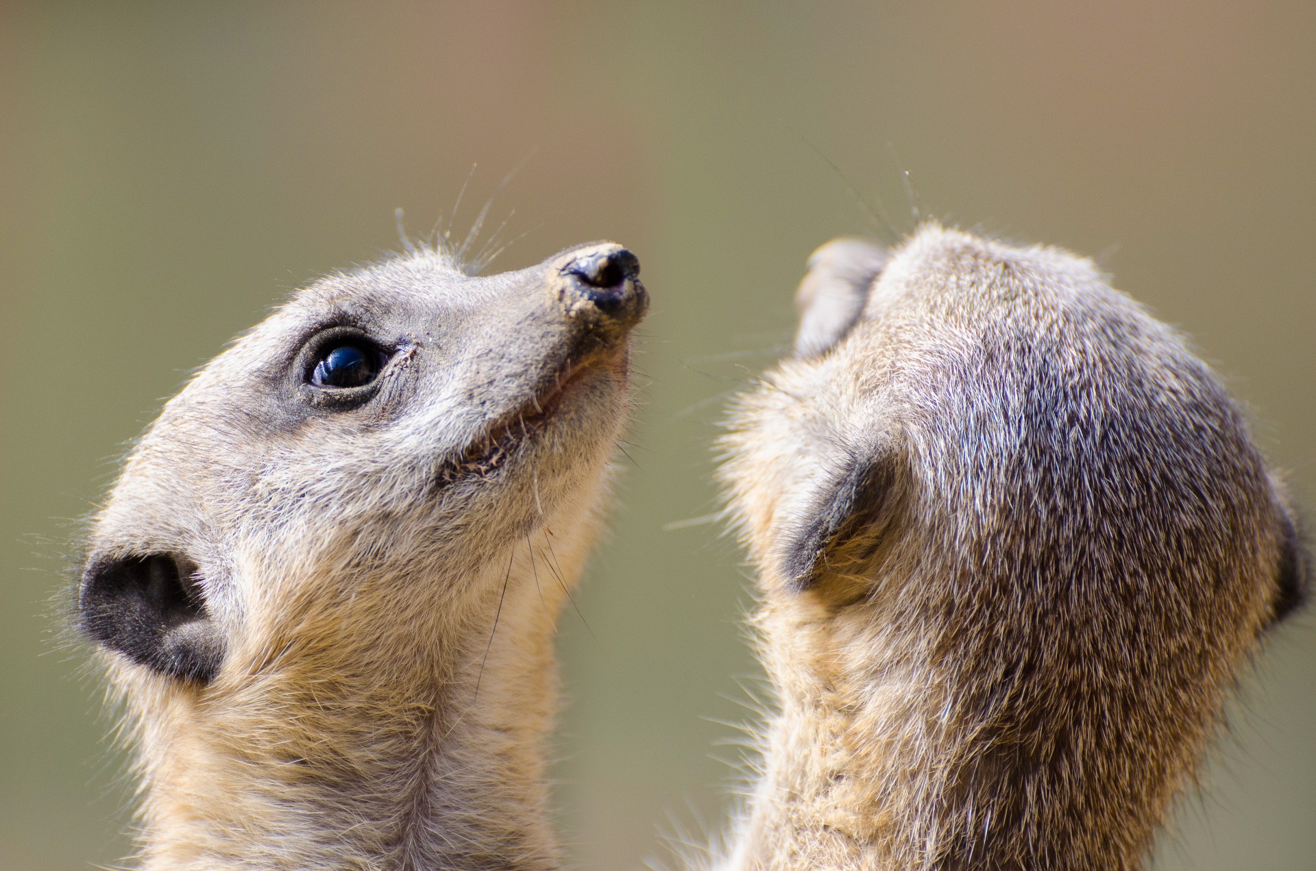 meerkat fur small free photo