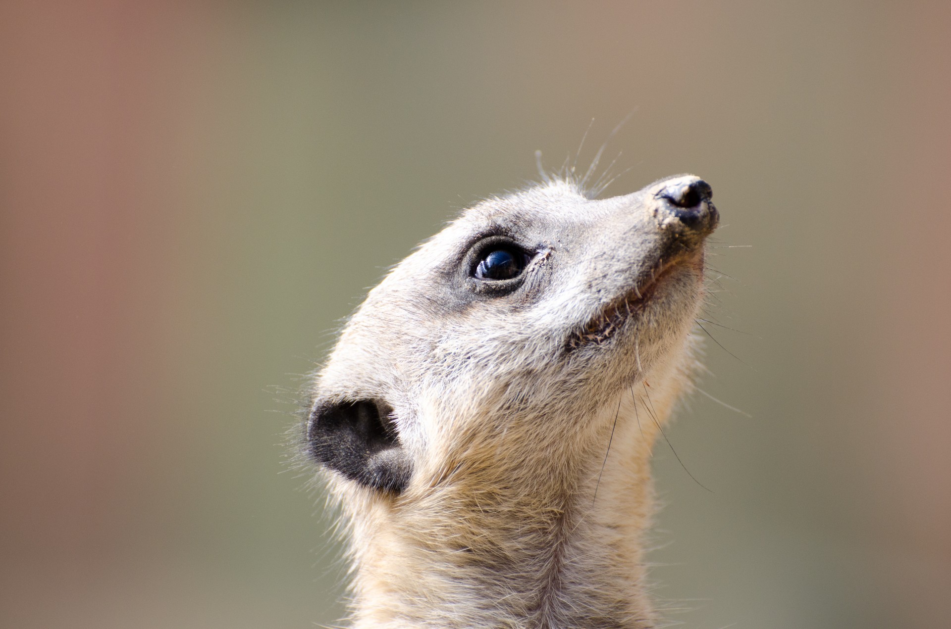 meerkat fur small free photo
