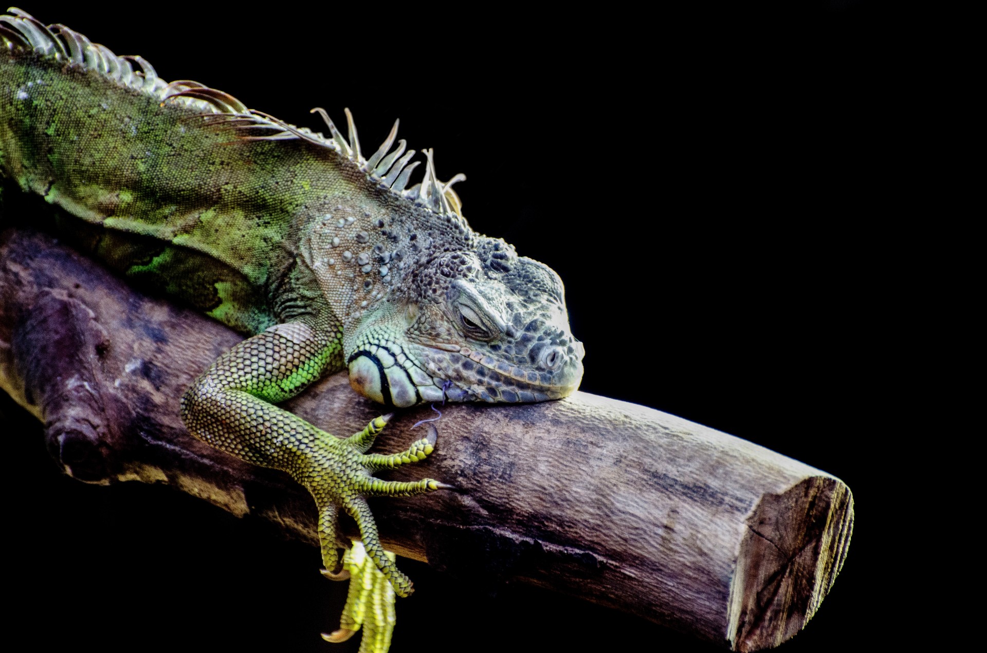 iguana pupil lizard free photo