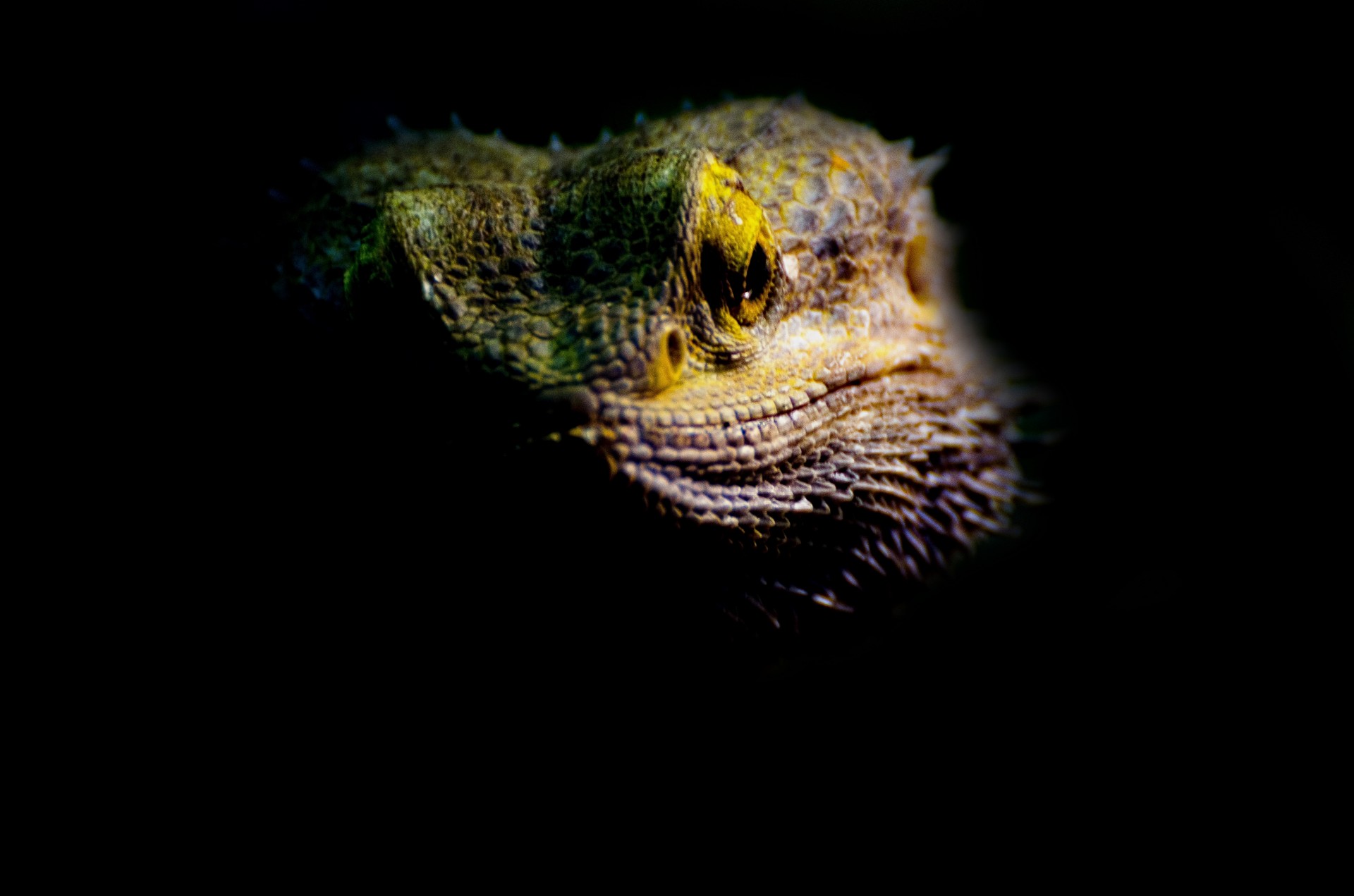 animal bearded dragon lizard free photo