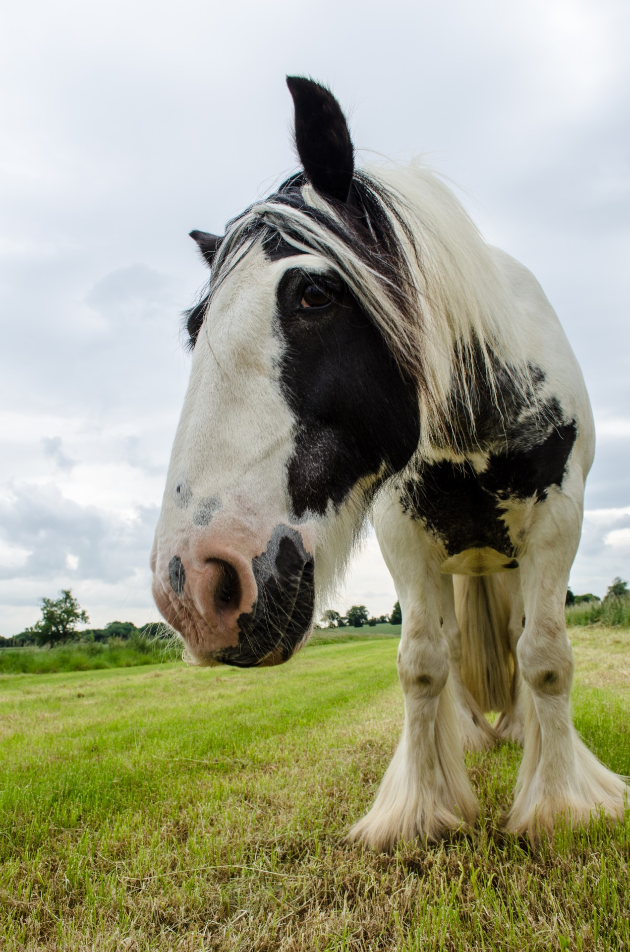 animals animal horses free photo