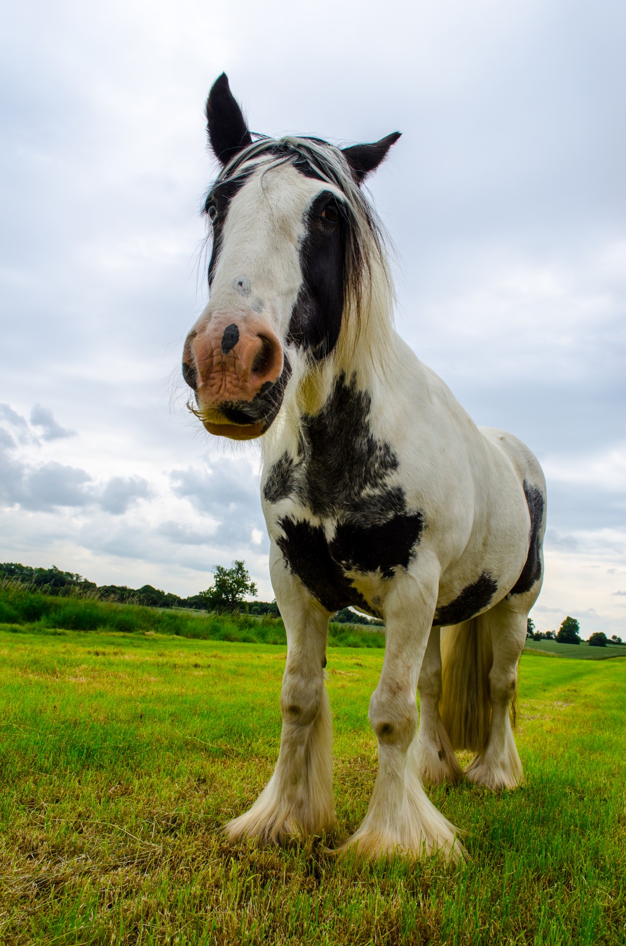 animals animal hazy free photo