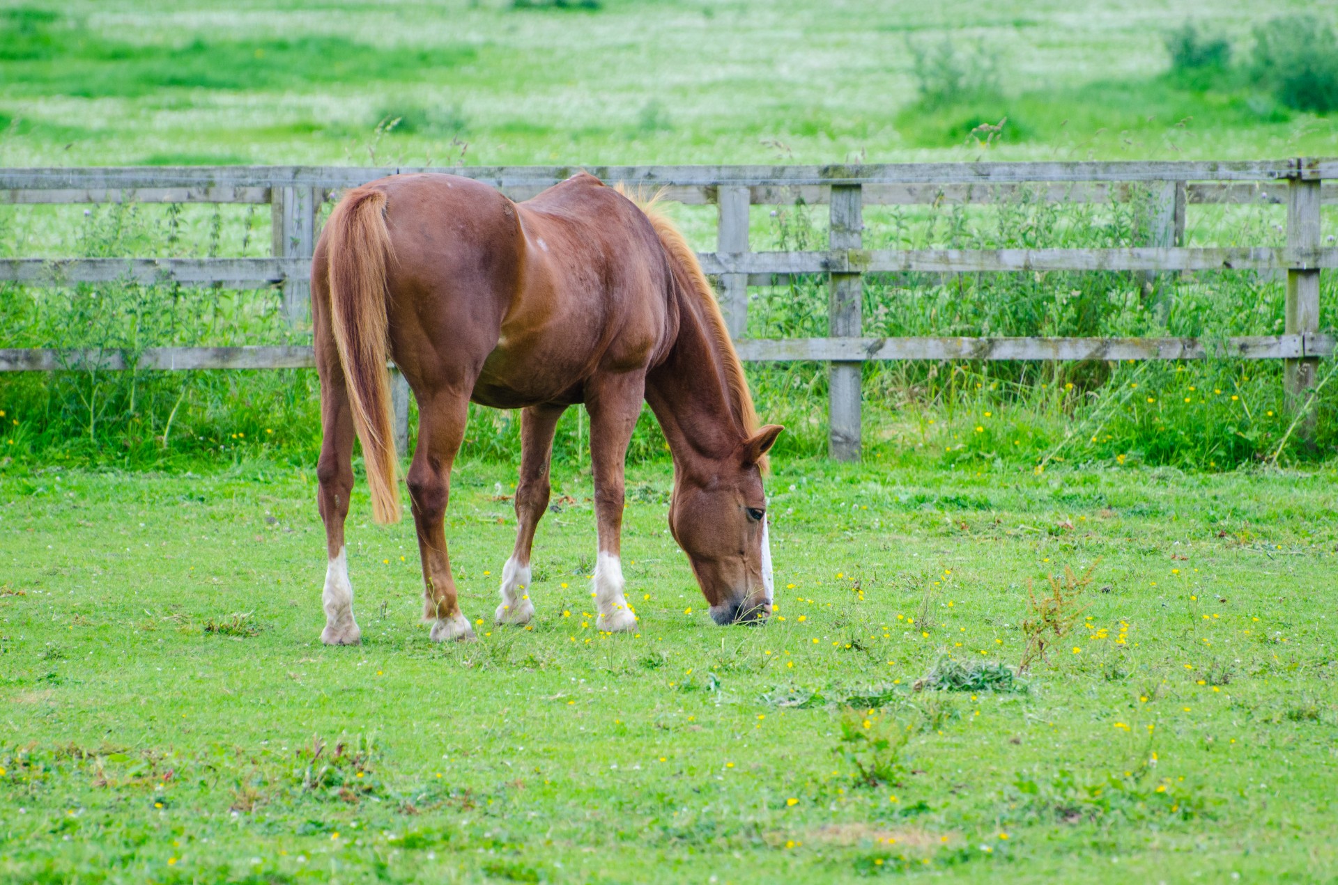 horse animals animal free photo