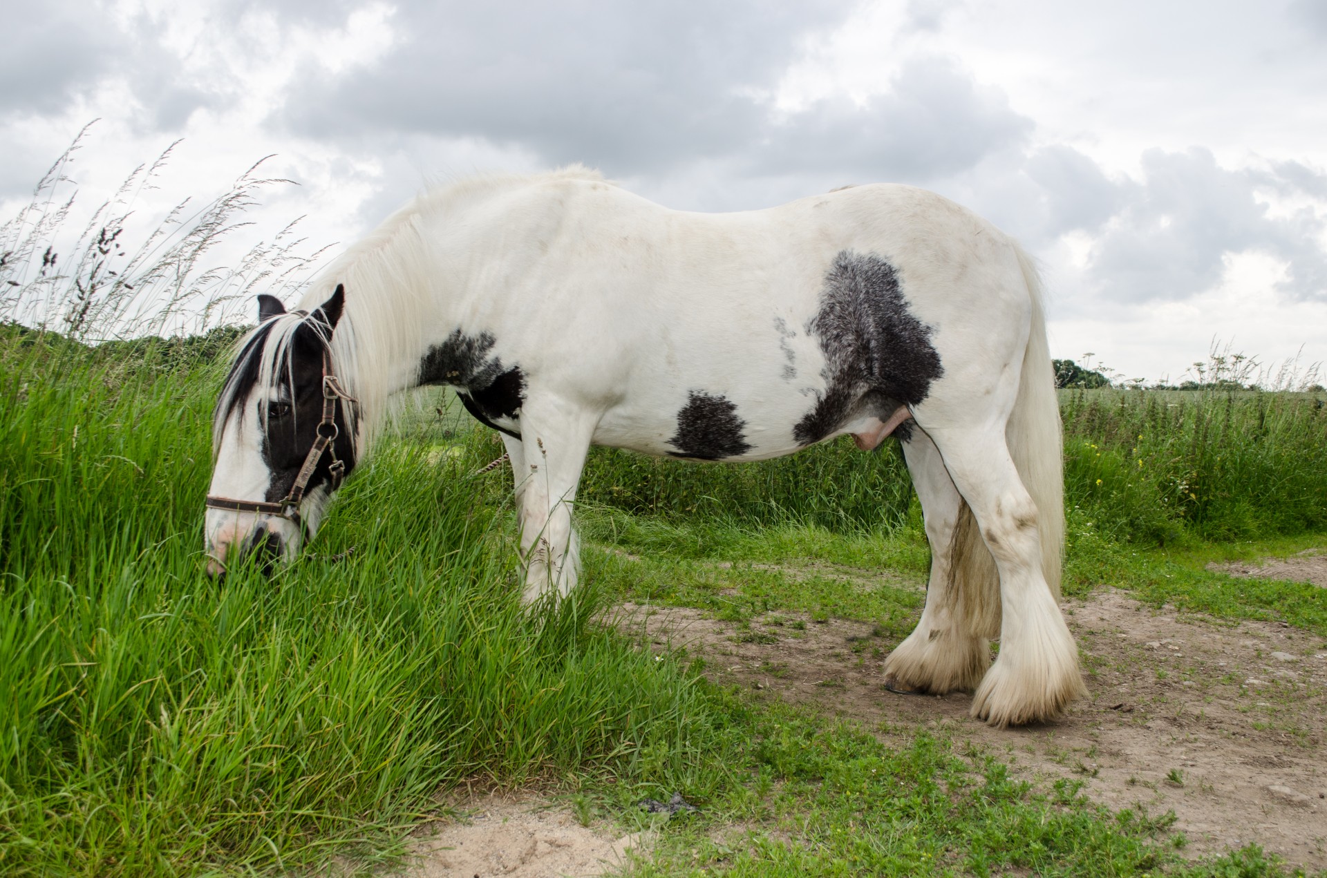 horse animals animal free photo