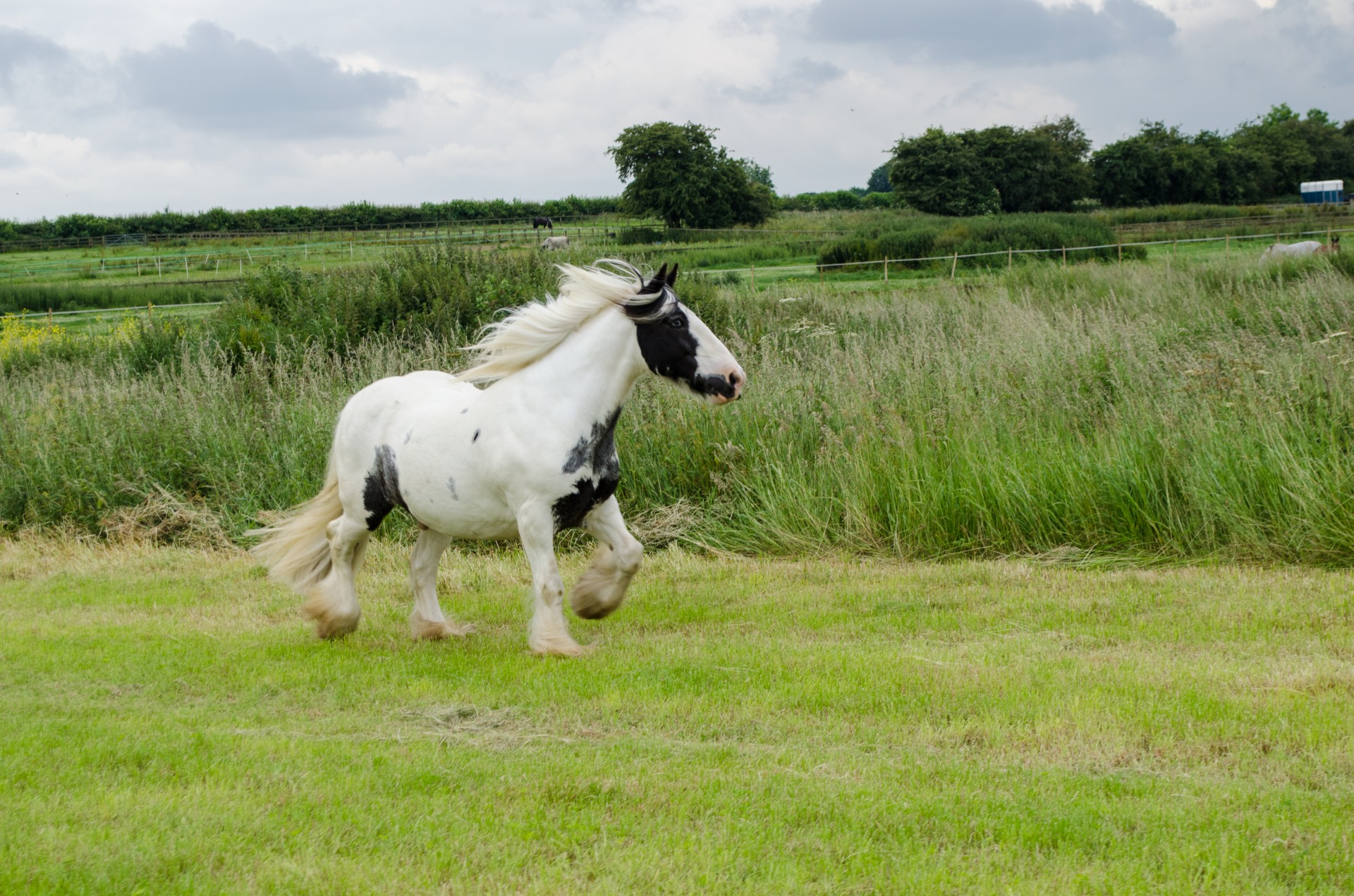 horse animals animal free photo