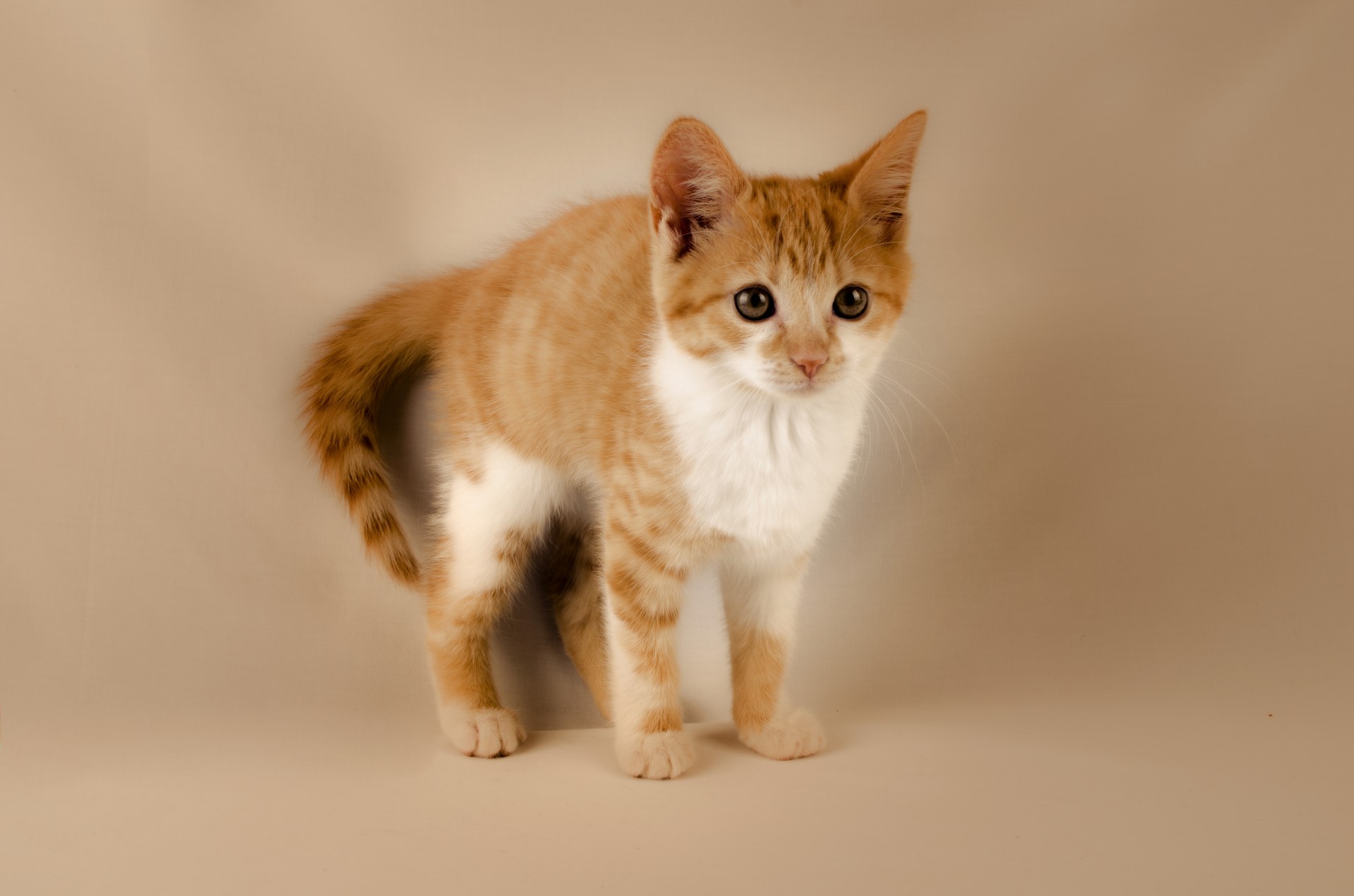 cat kitten ginger free photo