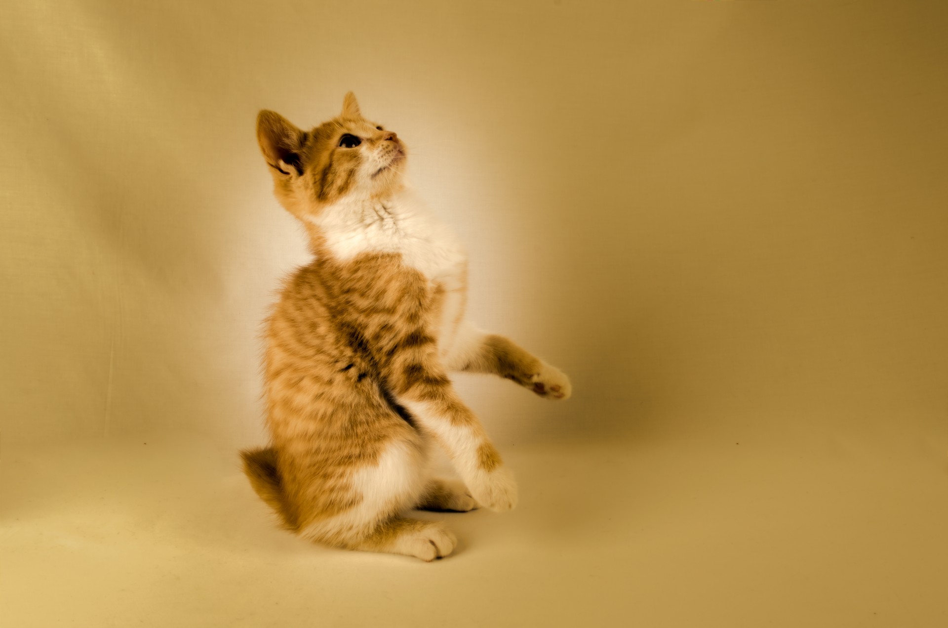 cat kitten collection free photo