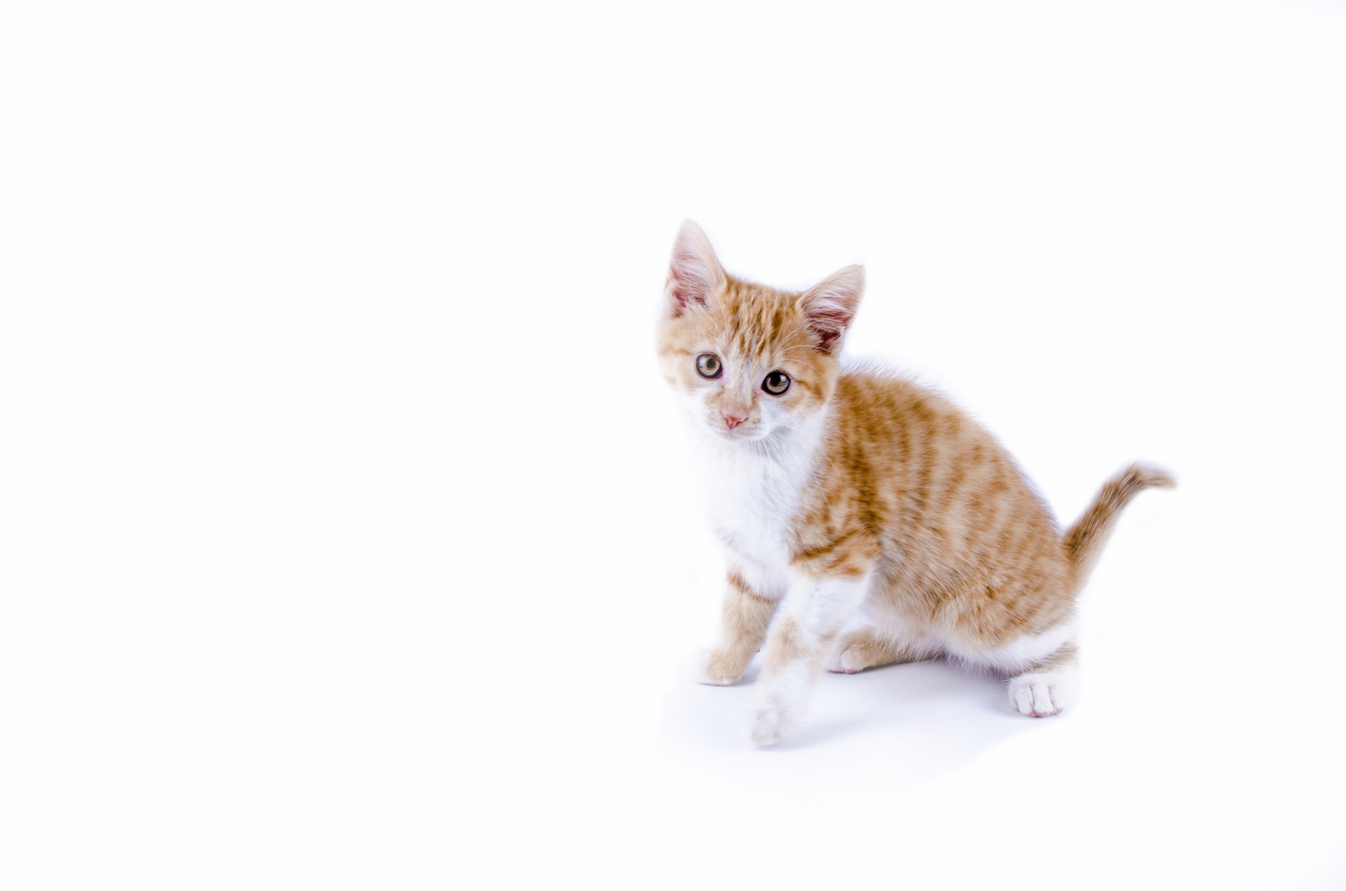 cat kitten collection free photo