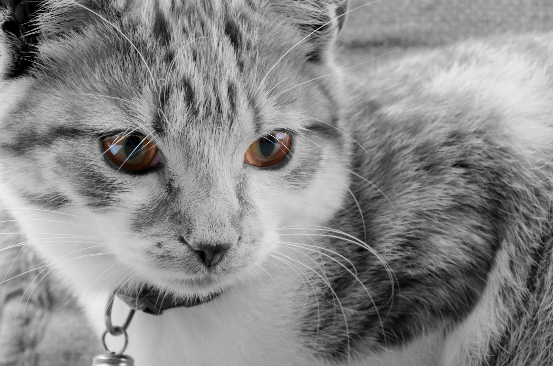 cat closeup cute free photo