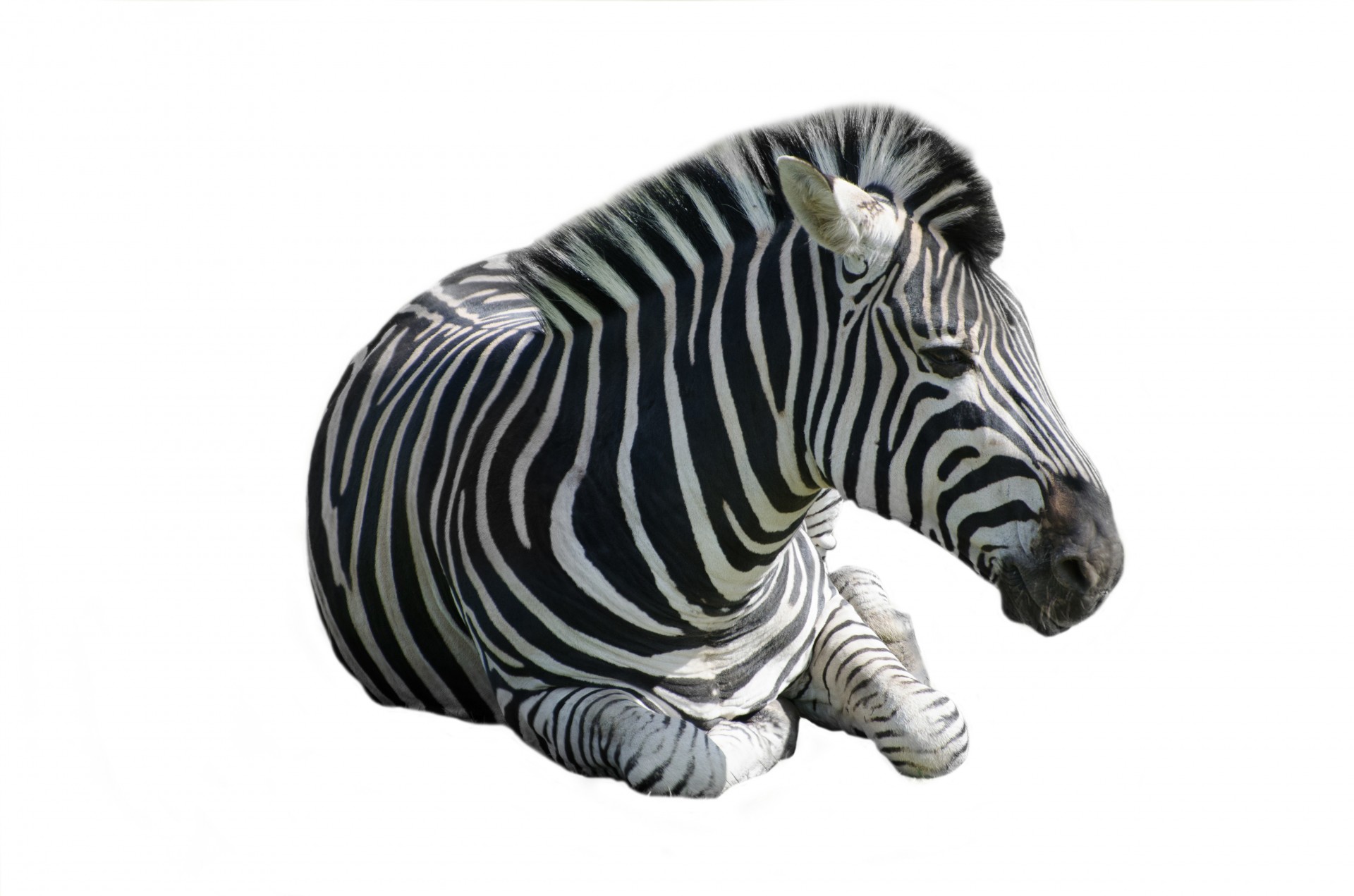 zebra isolated mammal free photo