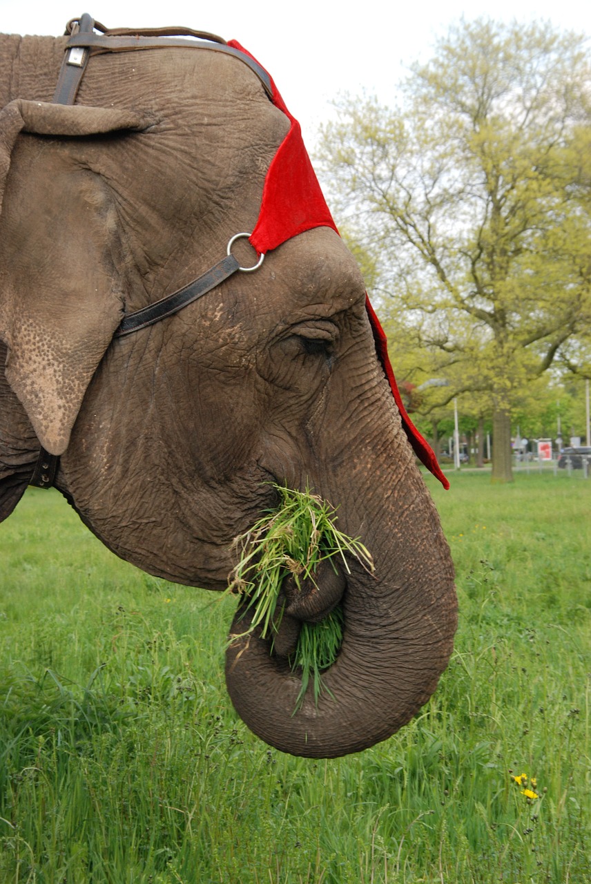 animal elephant grass free photo