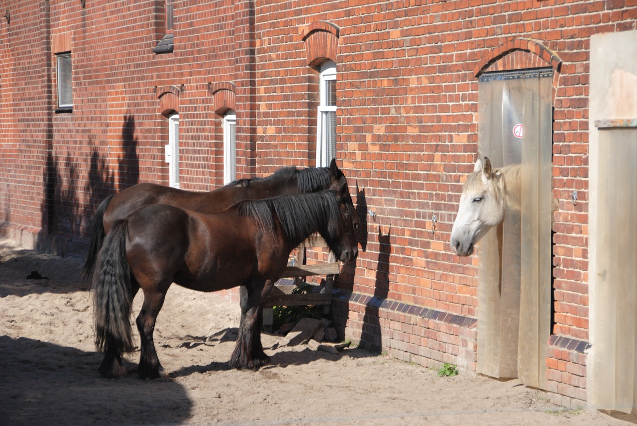 animal horse horse head free photo