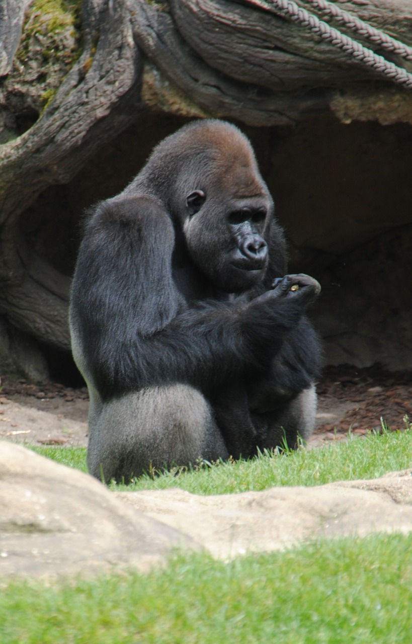 animal monkey zoo free photo