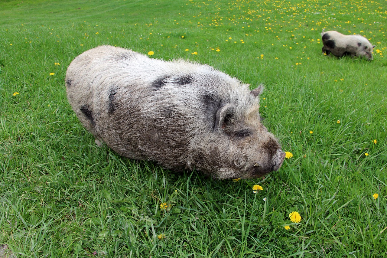 animal pig meadow free photo