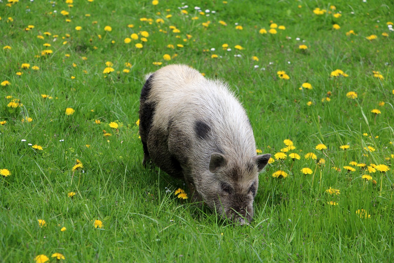 animal pig meadow free photo